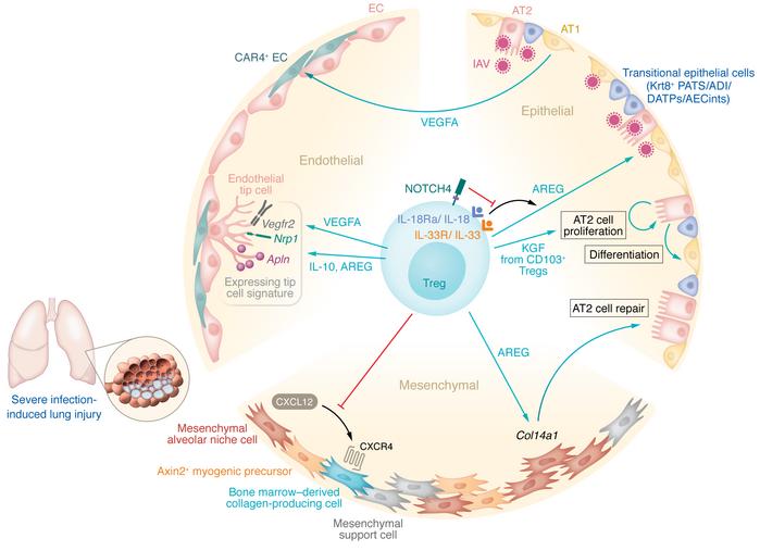 Mechanisms of Treg-mediated lung parenchymal tissue protection and repai...