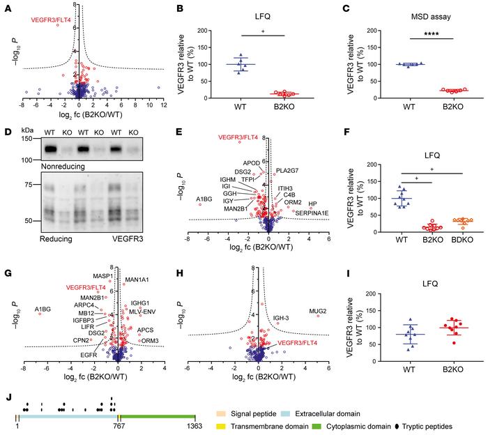 Identification of VEGFR3 as a BACE2 substrate candidate.
(A) Volcano plo...