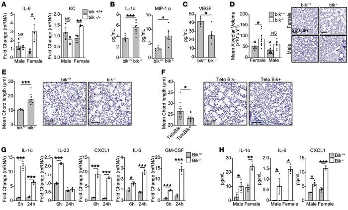 Loss of Bik in mice causes the development of emphysema.
(A) Total RNA o...