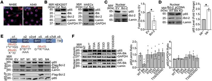 Bik, localized to nuclear domains of the cell, reduces nuclear p65 by bi...