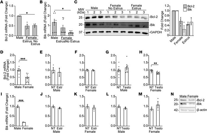 Bik and Bcl-2 levels are reduced in female airway cells.
Lung tissues fr...