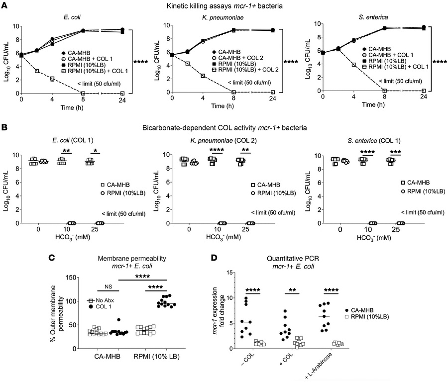 COL bactericidal activity against mcr-1+ Gram-negative pathogens in phys...