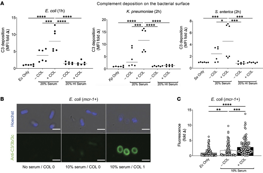 COL promotes C3 deposition on the mcr-1+ Gram-negative bacterial surface...