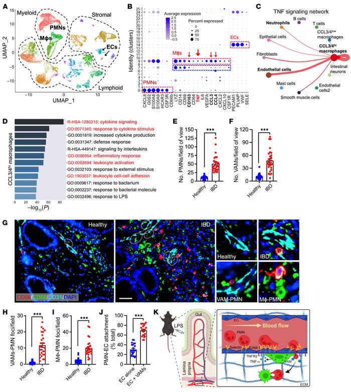Evidence of VAM recruitment and VAM-EC-PMN interactions in clinical IBD ...