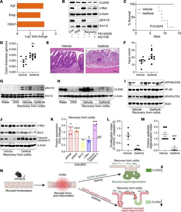 Inhibiting EGFR signaling in WT mice recovering from DSS-induced colitis...