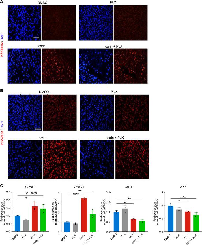 In vivo corin treatment increases DUSP1 expression in BRAFi-R melanoma t...