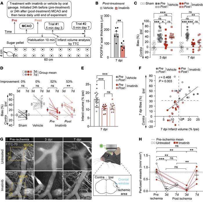Imatinib progressively improves functional recovery after MCAO.
(A) Sche...