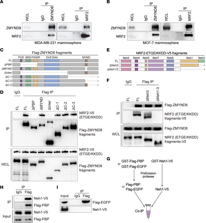 ZMYND8 directly interacts with NRF2.
(A and B) Co-IP assay of endogenous...