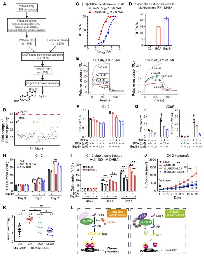 Equilin suppresses UBE3D-related tumor aggressiveness.
(A) Schema of 3βH...