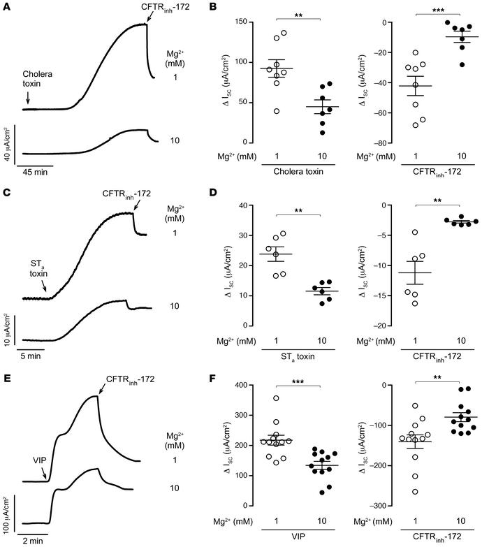 Mg2+ inhibits cholera toxin–, STa toxin–, and VIP-induced Cl– secretion ...