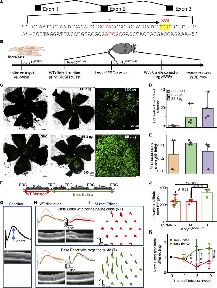 Phenotypic reversal of RPEW53X mice following in vivo ABE8e treatment.
(...