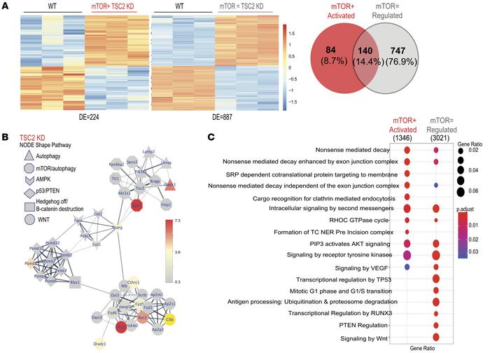 Transcriptomic comparison of MVPCs isolated from WT, mTOR-activated, and...