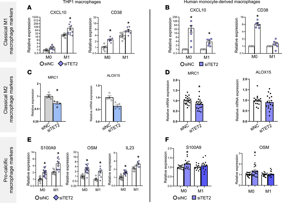TET2 silencing enhances proinflammatory and procalcific gene expression ...