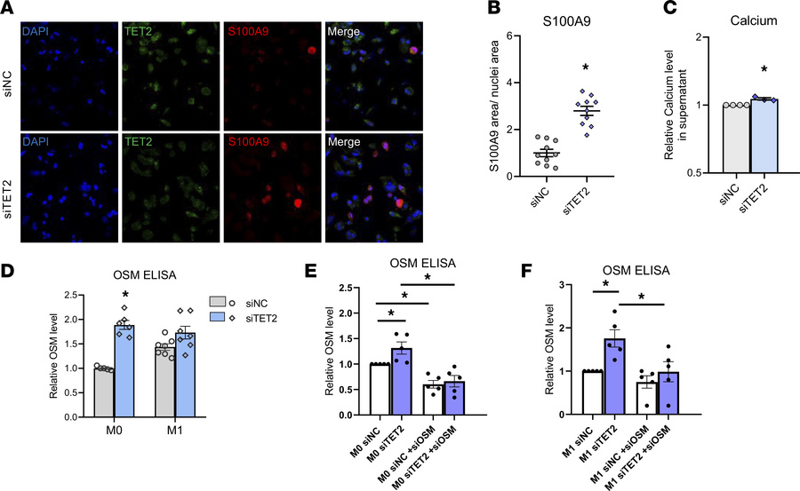 TET2 silencing promotes S100A9 accumulation and OSM-mediated calcium dep...