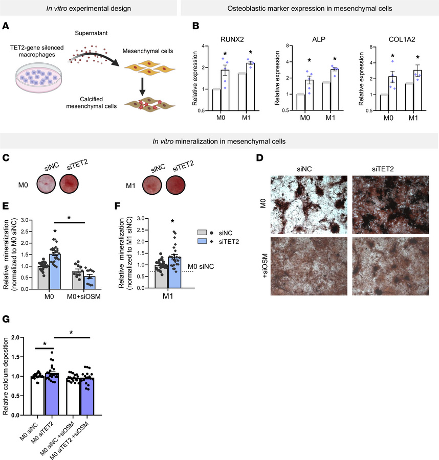 TET2 silencing stimulates mineralization of mesenchymal cells in vitro.
...