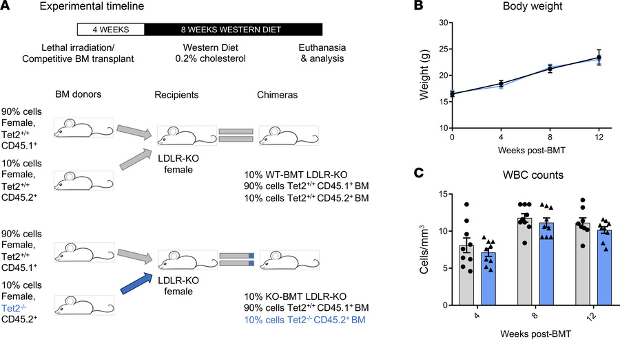 Experimental design and hematologic characterization of TET2 mutant BMT....