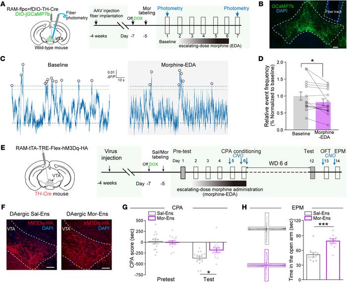 Dysregulation of the spontaneous activity in the VTA dopaminergic Mor-En...