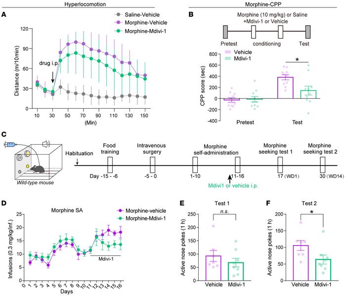 Mdivi-1 alleviates the development of morphine-induced reinforcement and...