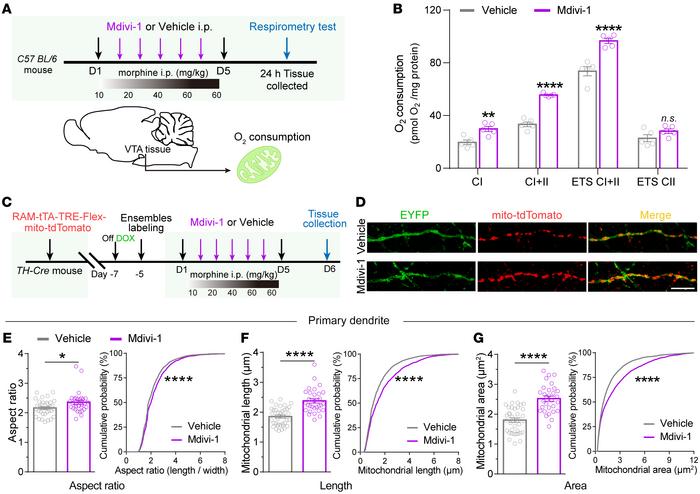 Mitochondrial division inhibitor Mdivi-1 restores the mitochondrial resp...