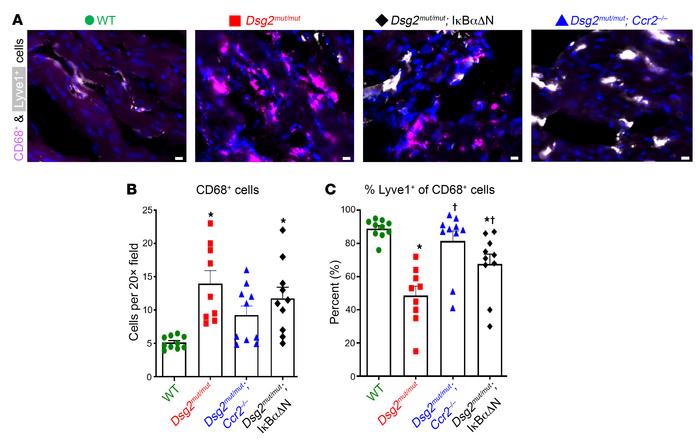 NFκB signaling in cardiac myocytes mobilizes inflammatory cells to the h...