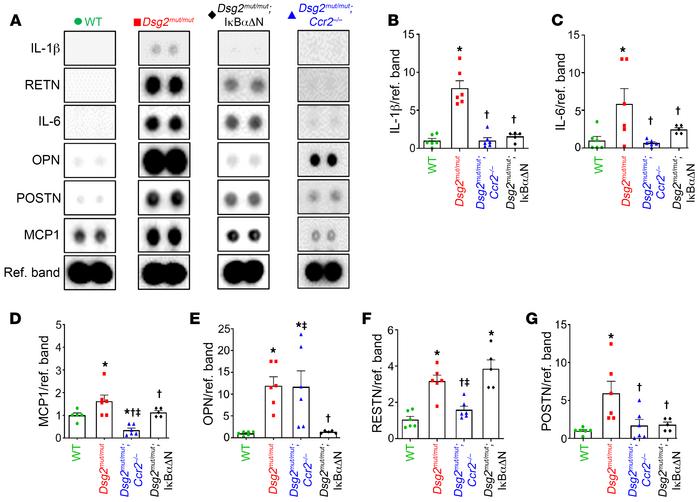 NFκB signaling in cardiac myocytes and actions of CCR2+ cells increase m...