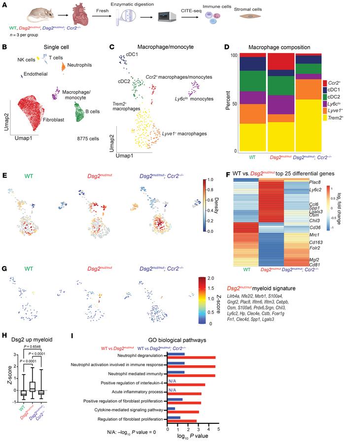 CITE-Seq reveals expansion of CCR2+ inflammatory macrophages in hearts o...