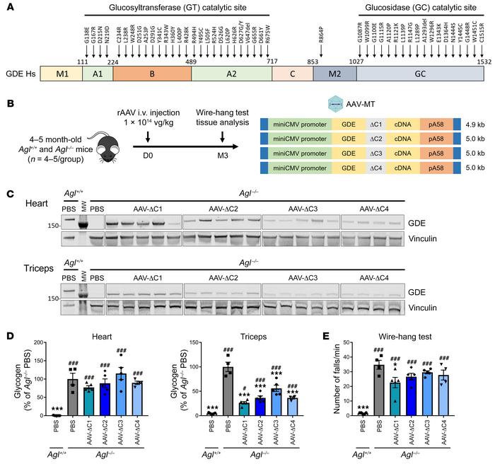 Generation of truncated GDE polypeptides in the C domain.
(A) Schematic ...