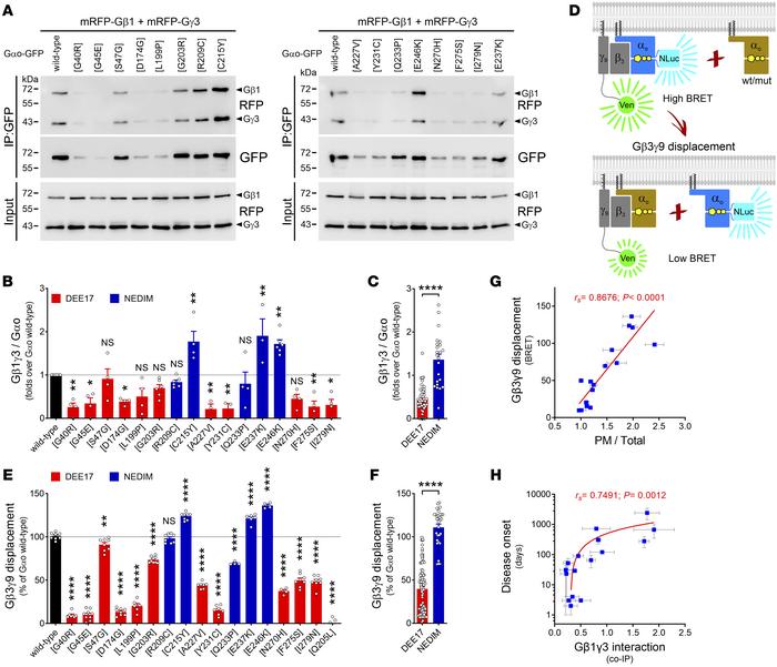 Differential Gβγ binding induced by GNAO1 mutations.
(A–C) The interacti...
