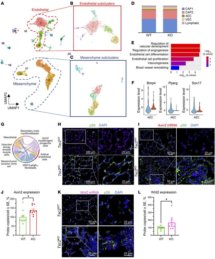 Transcriptomic heterogeneity of ECs in Tbx4LME-Cre Tsc2KO mouse lung.
(A...