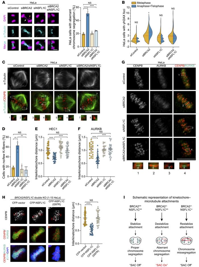 Loss of NSFL1C restabilizes kinetochore-microtubule attachments in BRCA2...