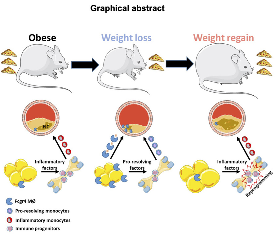 graphical abstract