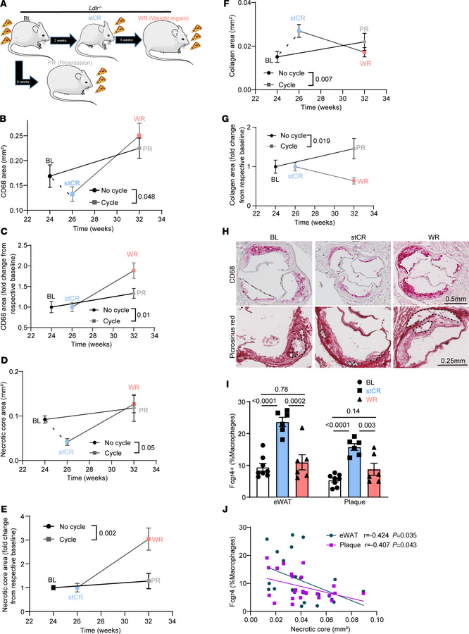 WR reverts Fcgr4+ macrophage levels to obese proportions and accelerates...