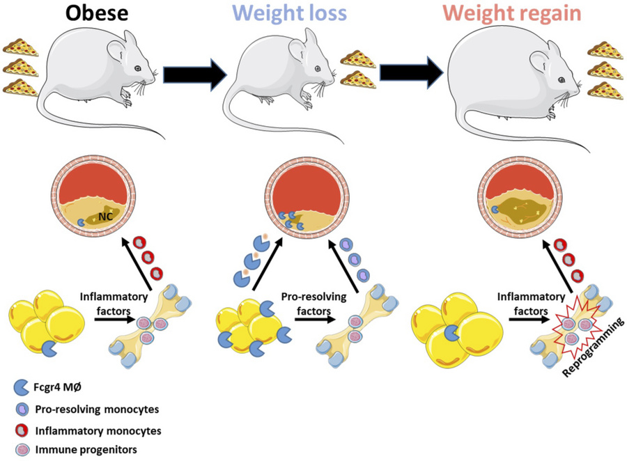 graphical abstract