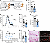 stCR induces atherosclerosis resolution.