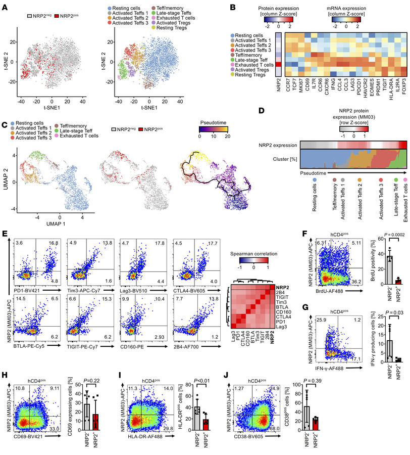 Patterns of expression of NRP2 on late-stage effector and exhausted CD4+...