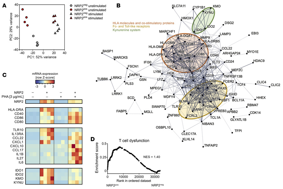 NRP2pos CD4+ T cells have a distinct transcriptional profile.
Pooled pop...