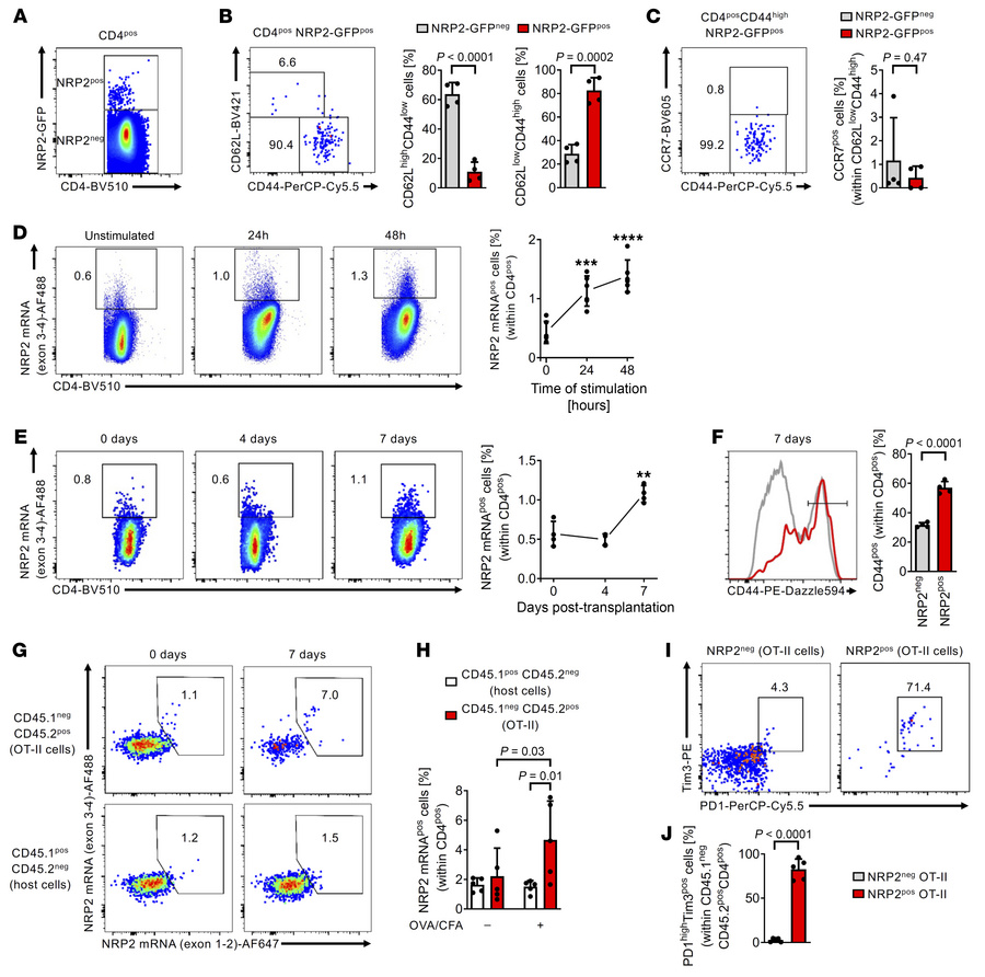 Patterns of NRP2 expression on murine CD4+ T cells after activation.
(A)...