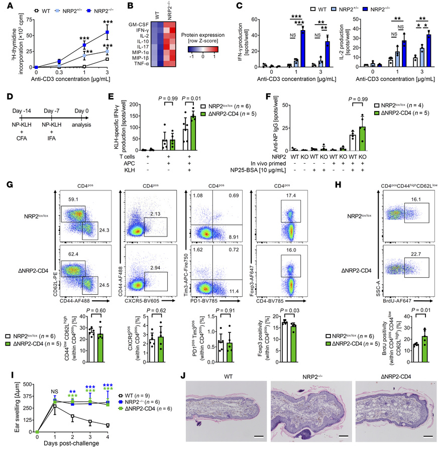 KO of NRP2 within CD4+ T cells increases proinflammatory responses in vi...