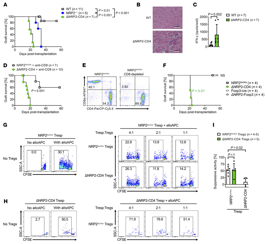 NRP2 expression on CD4+ T effector cells is required for long-term allog...