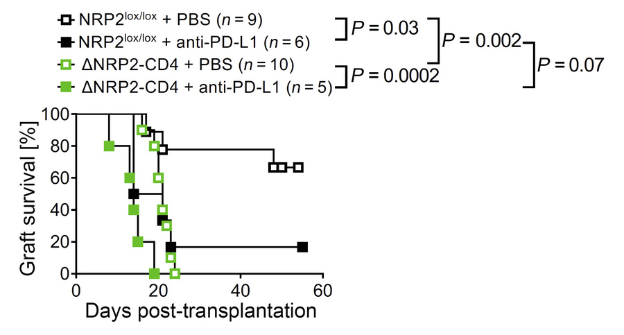 The regulation of allograft rejection by CD4+ T cell NRP2 is independent...