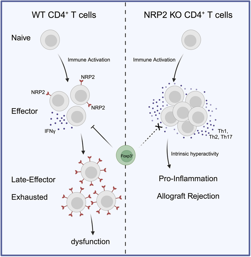 graphical abstract