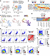 Patterns of expression of NRP2 on late-stage effector and exhausted CD4+ T