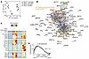NRP2pos CD4+ T cells have a distinct transcriptional profile.