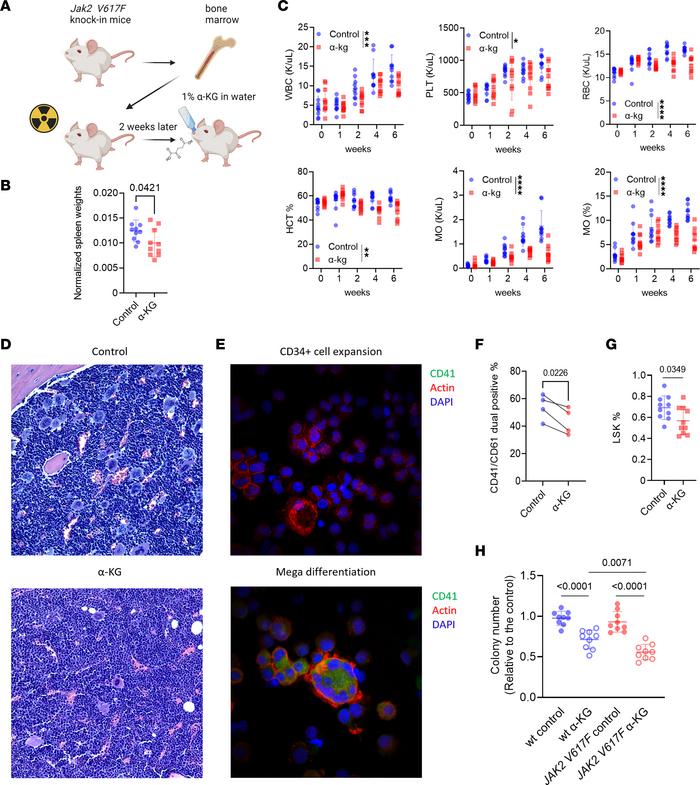 α-KG exerts therapeutic effects on MPN and inhibits megakaryopoiesis.
(A...