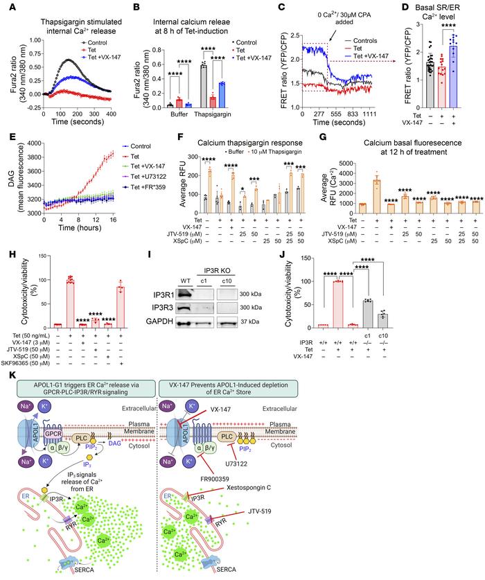 APOL1 G1 activates Gαq-PLC-IP3R/RYR signaling to liberate calcium from t...