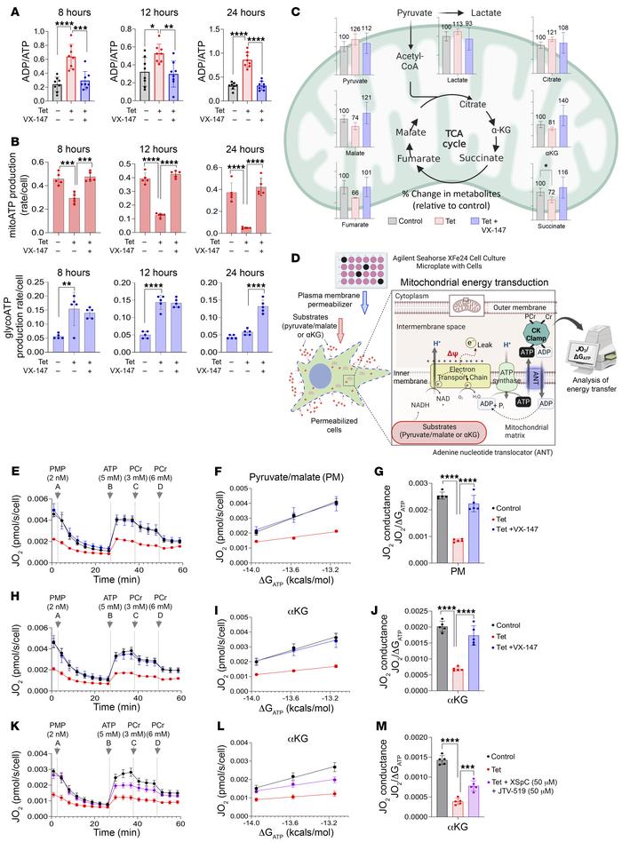 APOL1 G1–mediated cation transport reduces mitoATP production by impairi...