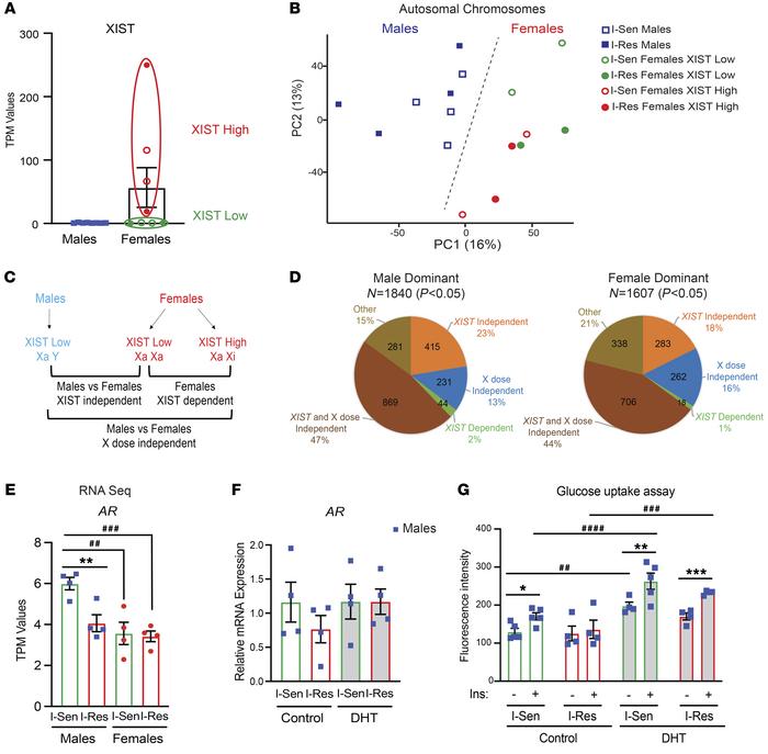 Autosomal sex-specific gene expression changes are independent of X chro...