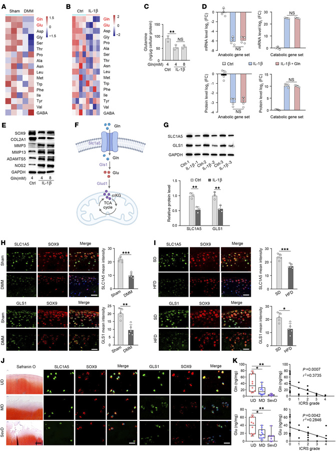 OA cartilage had lower Gln levels and reduced glutaminolysis.
(A) Heatma...