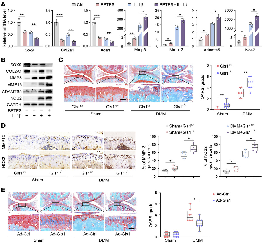 GLS1 plays a key mechanistic role in the development of OA.
(A and B) mR...