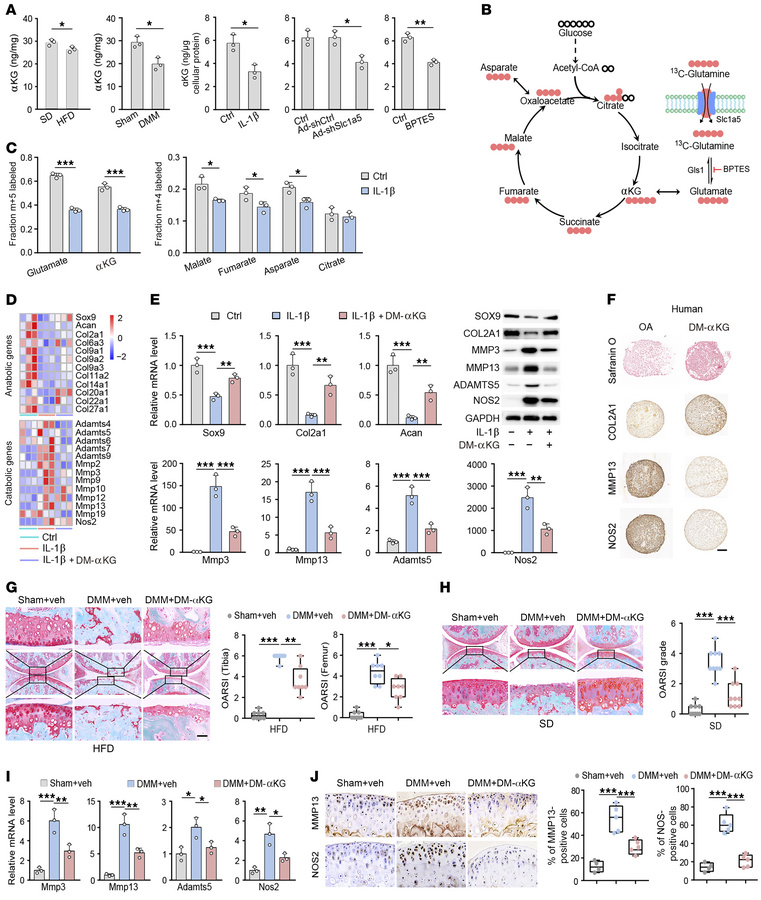 αKG protected against cartilage destruction by restoration of anabolic a...